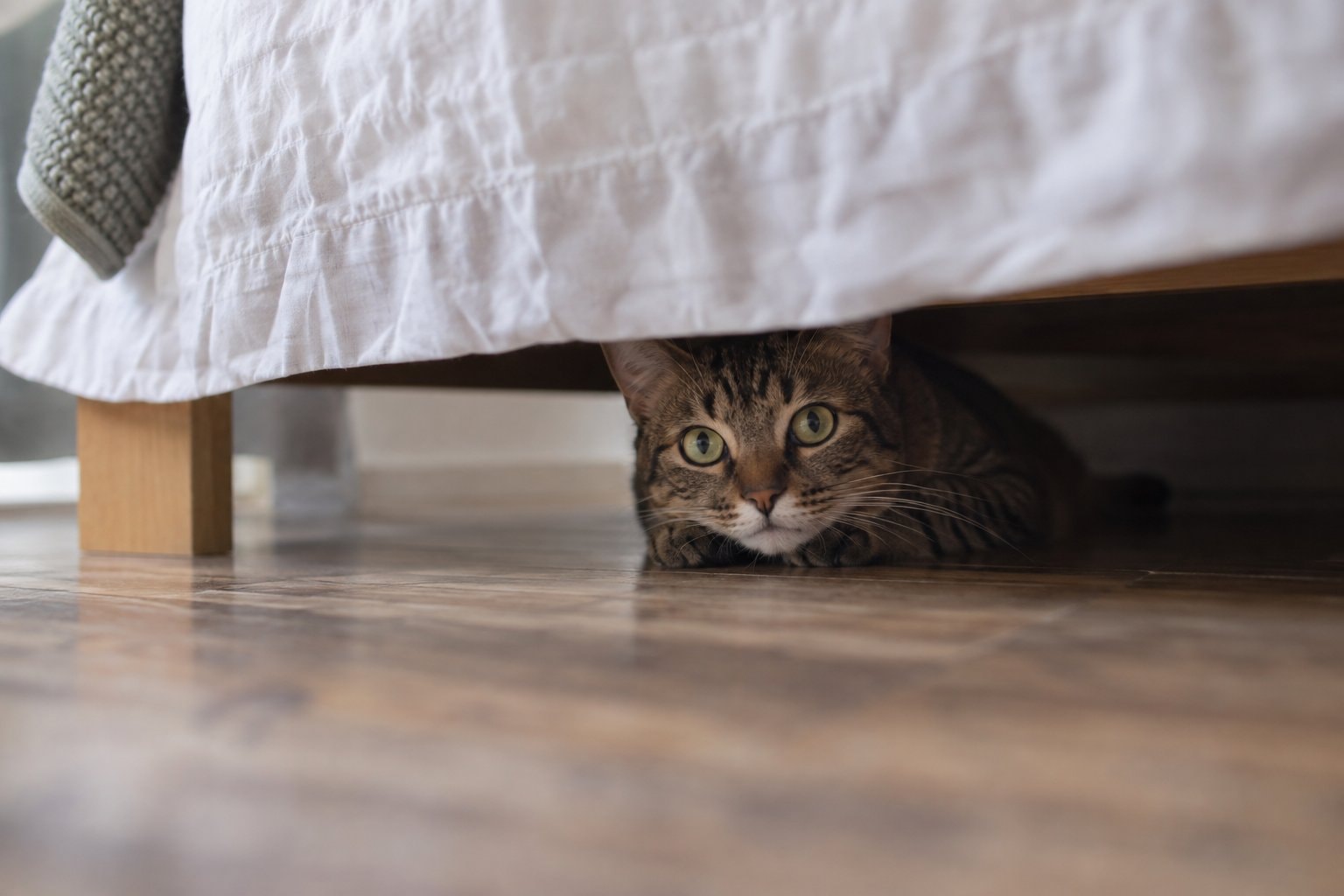 A cat looks out from beneath a bed in soft daylight.